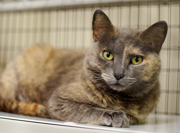 052019-nws-petoftheweek